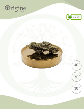 Mexican Sativa 40 % 10-OH-HHC