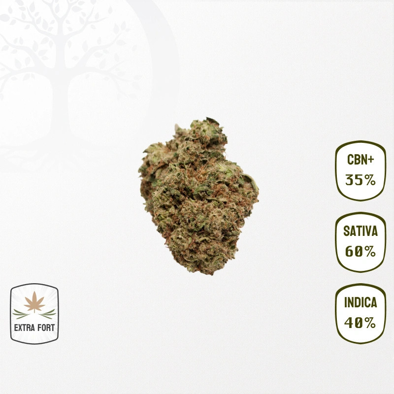 Watermelon Candy 35 % CBN+