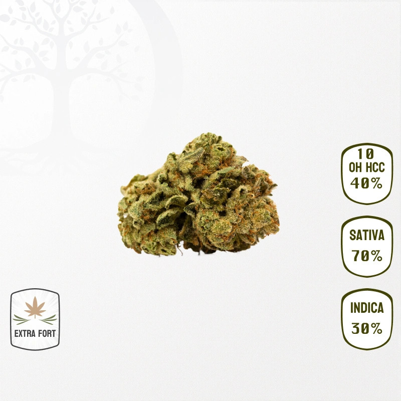 Mexican Sativa 40 % 10-OH-HHC
