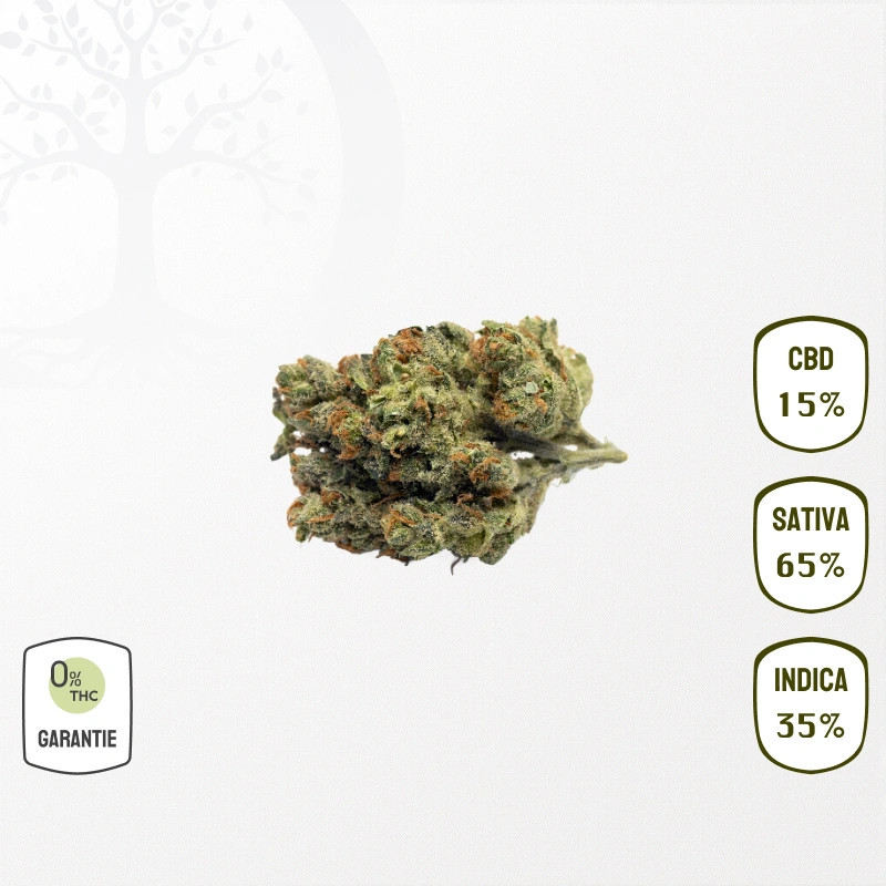 Pineapple Haze 15 % CBD (Sans THC)