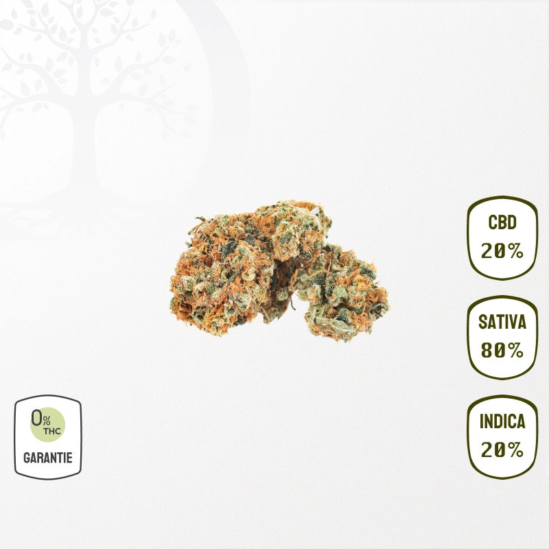Orange Bud 20 % CBD (Sans THC)