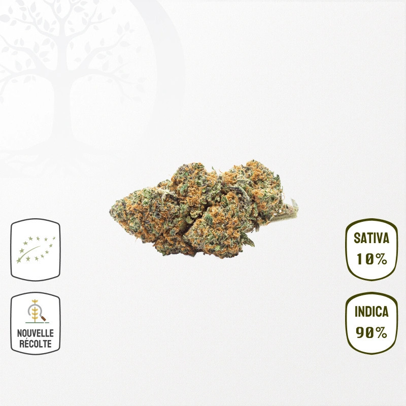 Northern Light BIO CBD