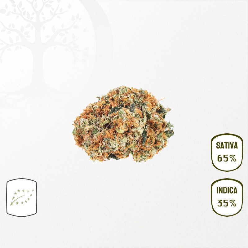 Bruce Banner BIO CBD