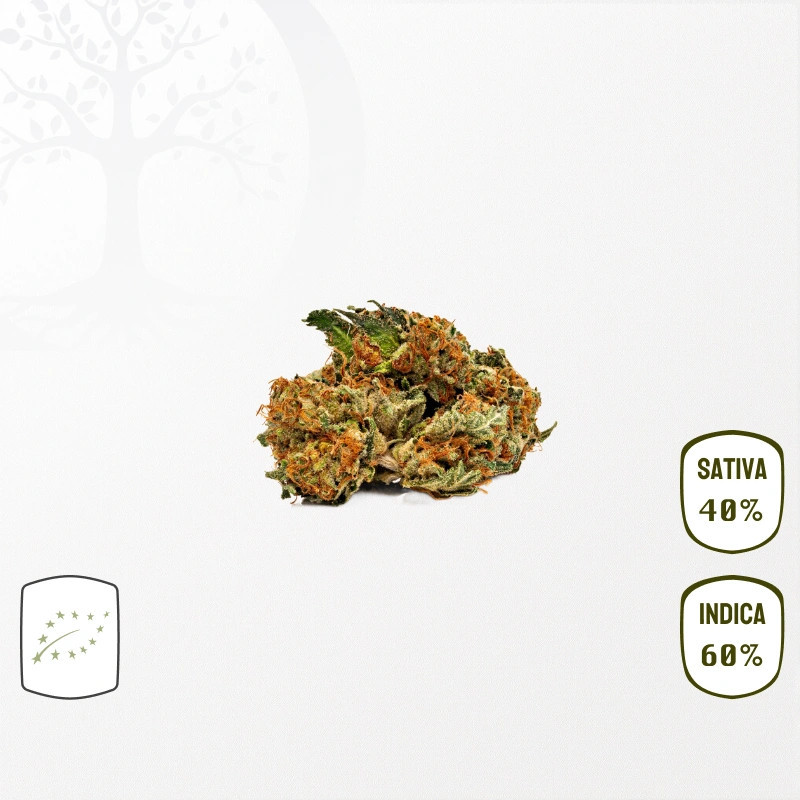 Purple Black BIO CBD