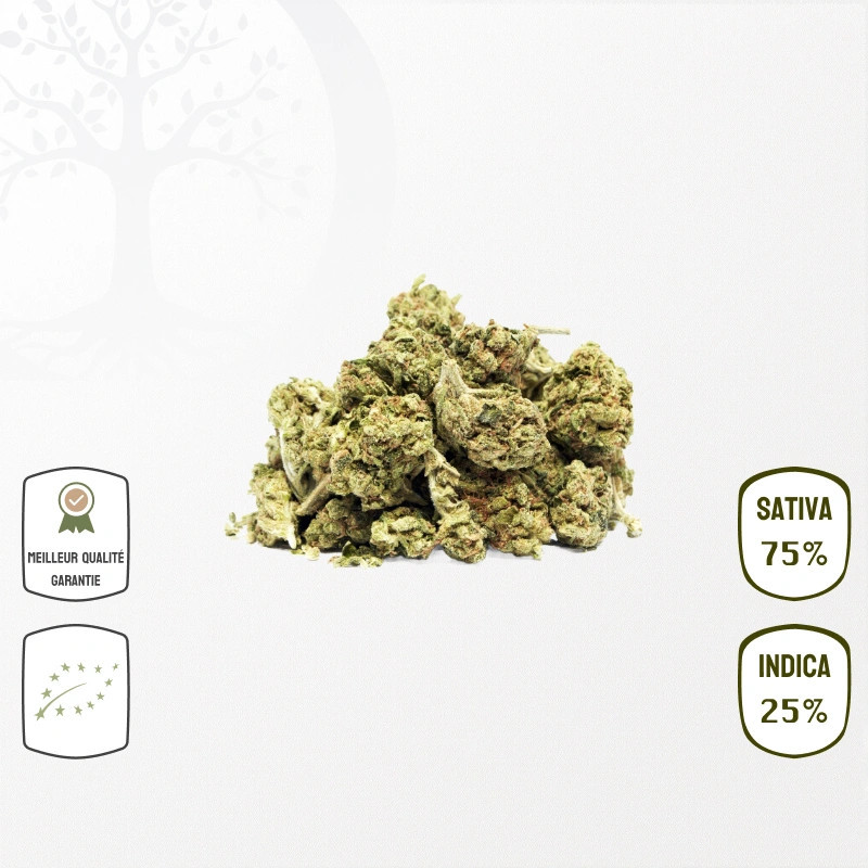 Amnesia US Small Bud Bio CBD – Indoor