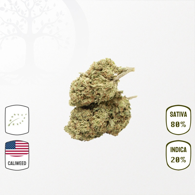 Ghost Train Haze Cali Weed BIO CBD