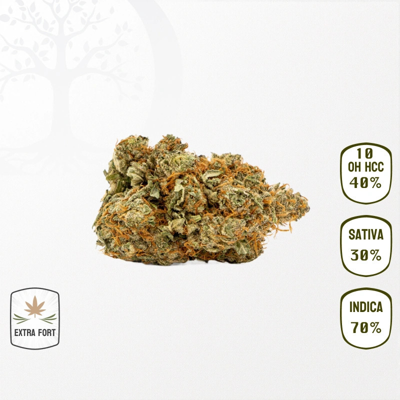Kush Mints 40 % 10-OH-HHC