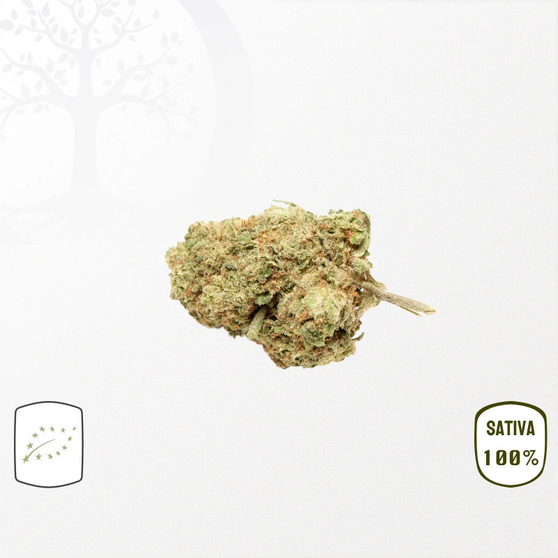 Dr. Grinspoon BIO CBD