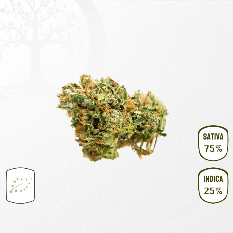 Limoncello BIO CBD : Fleurs Cannabis Infusion, Ingestion, vaporisation