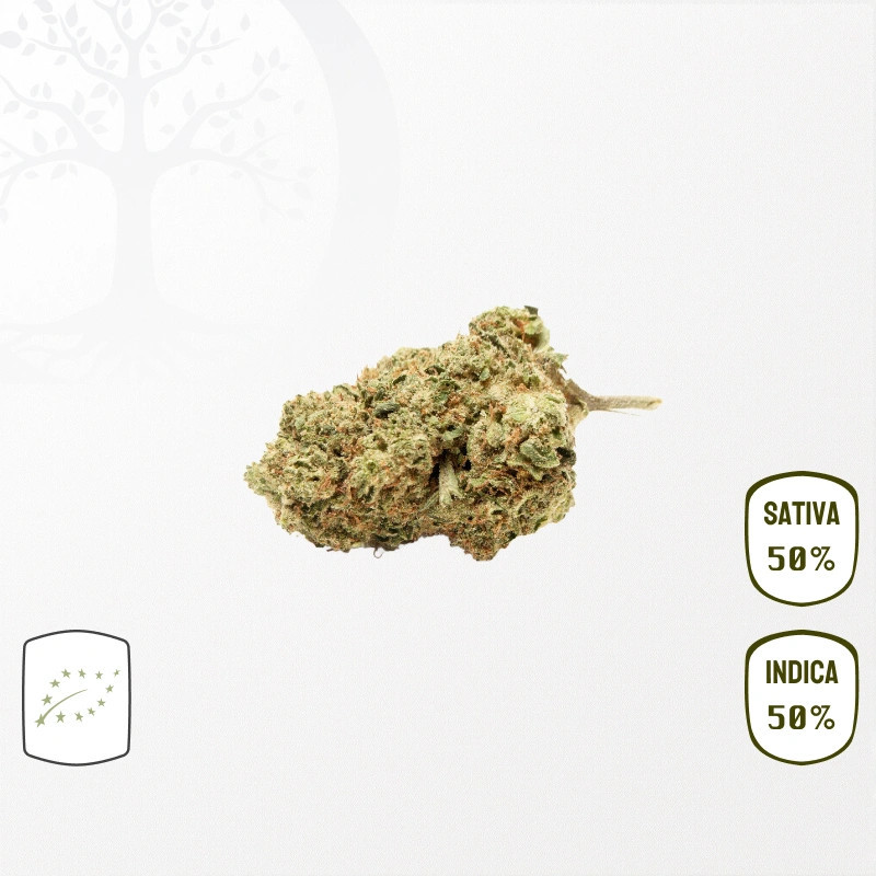 Jack Herer BIO CBD