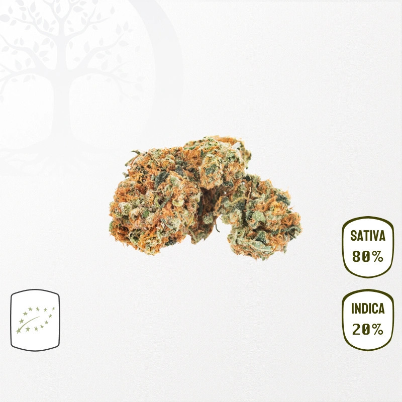 Orange Bud BIO CBD