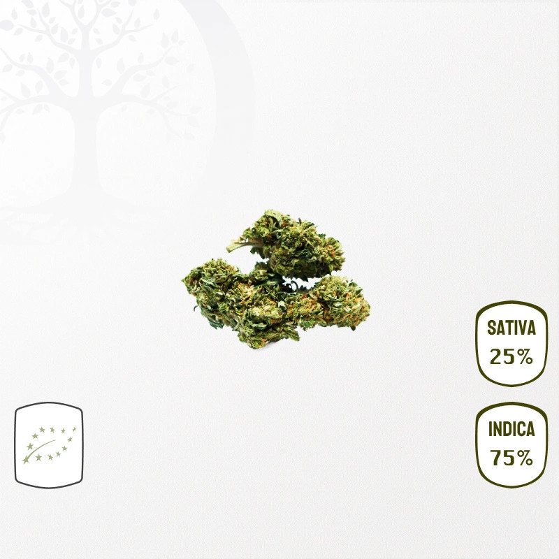 Og Kush BIO CBD CBD 25 grammes