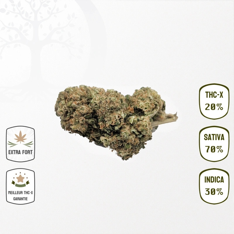 Amnesia Haze 20 % THC-X