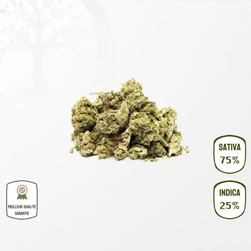 Amnesia US Small Bud CBD – Indoor