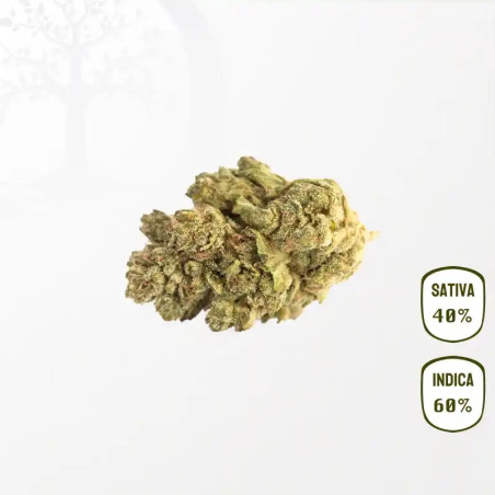 Bubble Gum CBD