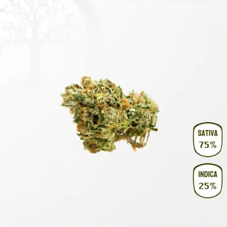 Limoncello CBD