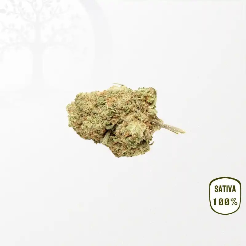 Dr. Grinspoon CBD