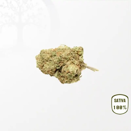 Dr. Grinspoon CBD