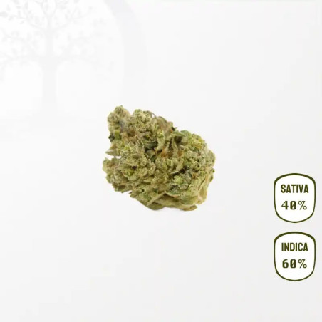 Crytical + CBD