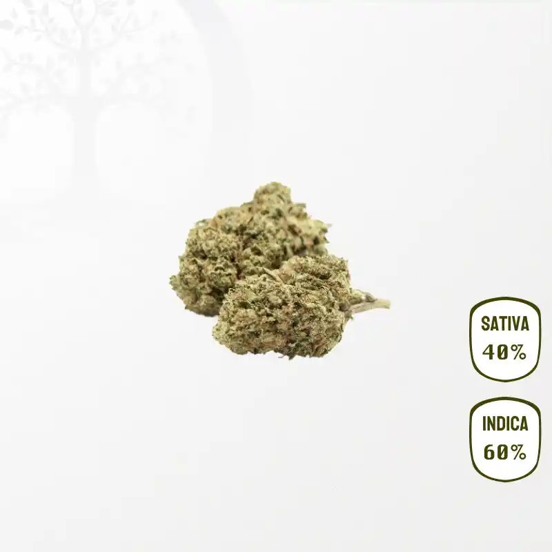Cheesy Kush CBD