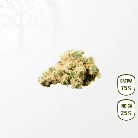 Harlequin CBD