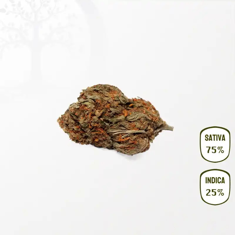 Watermelon CBD 25 grammes
