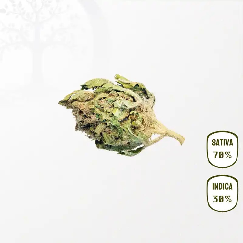 Super Lemon Haze CBD