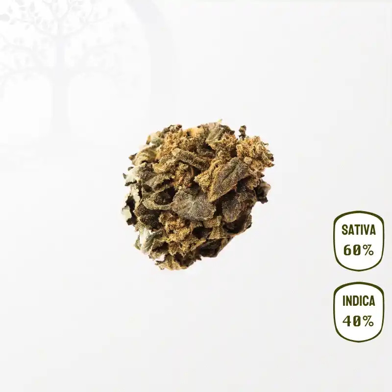 FenoQueen CBD