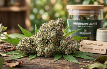 Meilleures Northern Light CBD en 2026