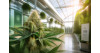 Meilleures fleurs CBD sous serre en 2026