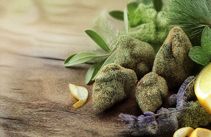 Quelles sont les fleurs de CBD les plus riches en terpènes naturels ?