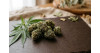 Meilleures small buds CBD en 2026