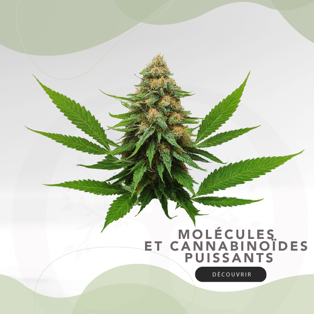 Molécules et Cannabinoïdes puissants