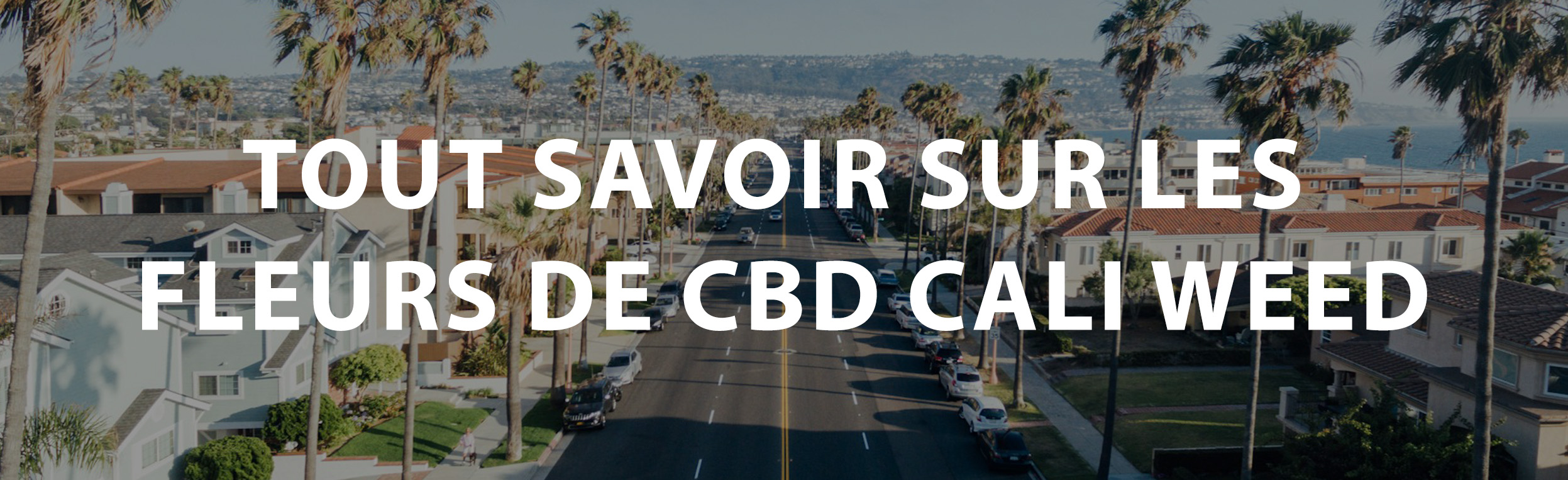 tout savoir sur les fleurs de CBD Cali Weed