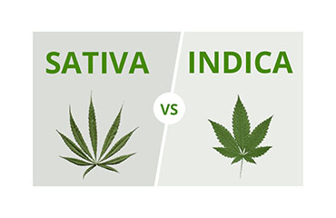 Sativa vs Indica, tout savoir : Différence, Provenance, Choix 