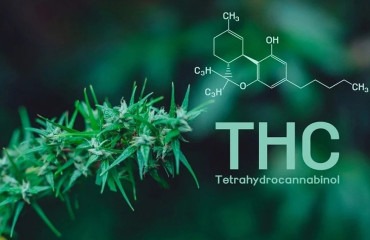 Un guide complet sur les avantages et les effets des cannabinoïdes sans THC