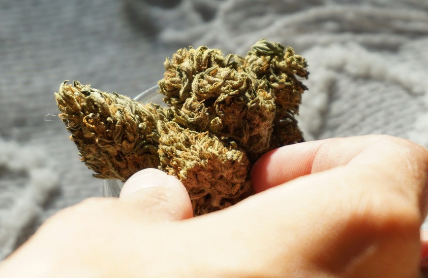 Différences entre CBD avec THC et CBD sans THC