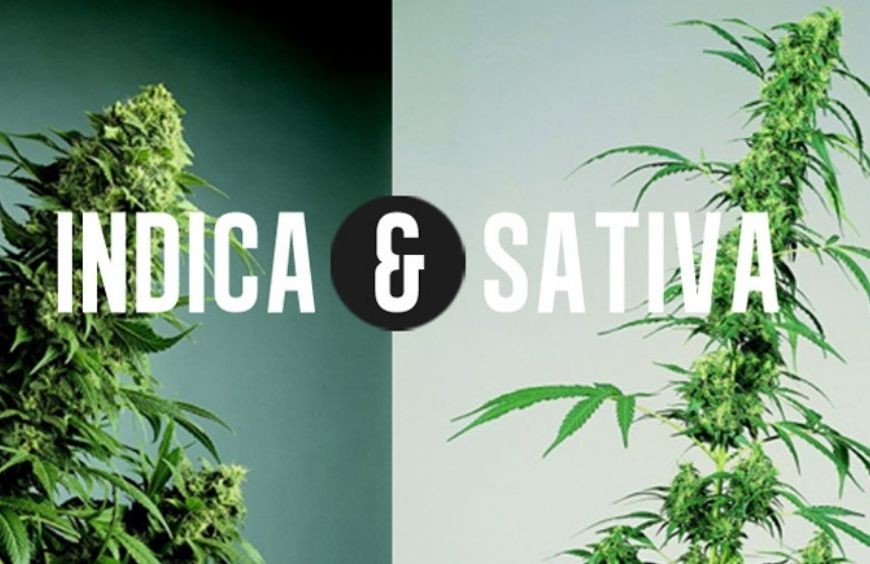 Les différences entre Sativa et Indica