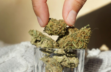 Débuter avec le CBD : Les 5 premières questions à se poser