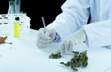 Le secret d'une résine CBD sans THC de qualité