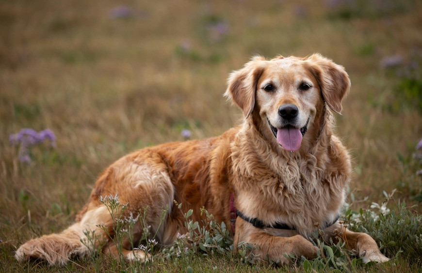 Meilleures Huiles de CBD pour Chien en 2025