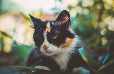 Meilleures Huiles CBD pour Chat en 2025