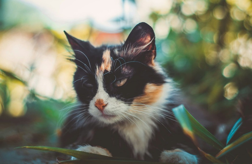 Meilleures Huiles CBD pour Chat en 2025