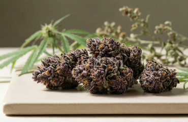 Meilleures Purple Haze CBD en 2025