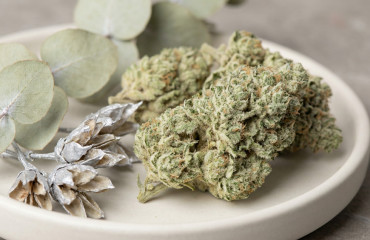 Meilleurs CBD White Widow en 2025 