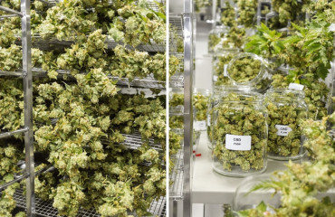 Floraison, séchage, curing : Comment est préparée une fleur de CBD premium ?