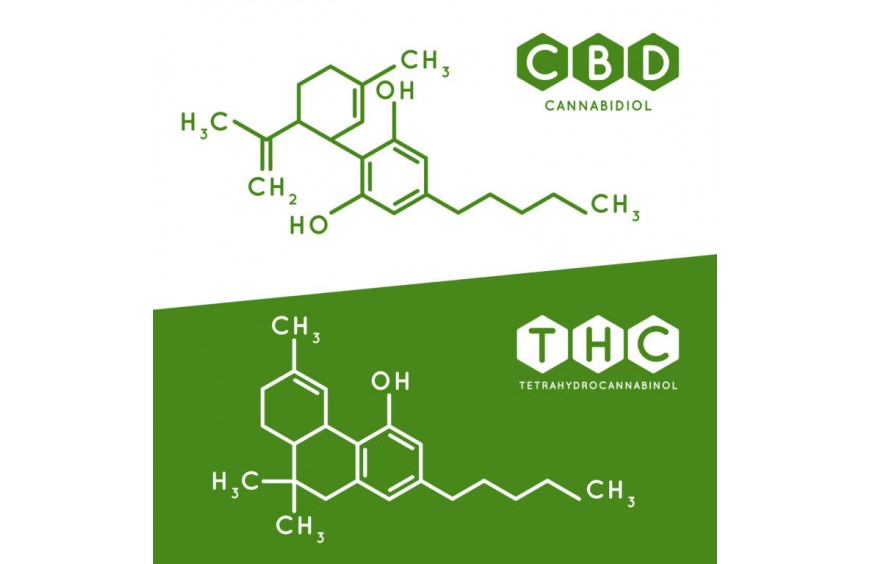 CBD et THC : 2 molécules cousines mais différentes