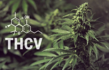 THCV : découvrez ce puissant cannabinoïde
